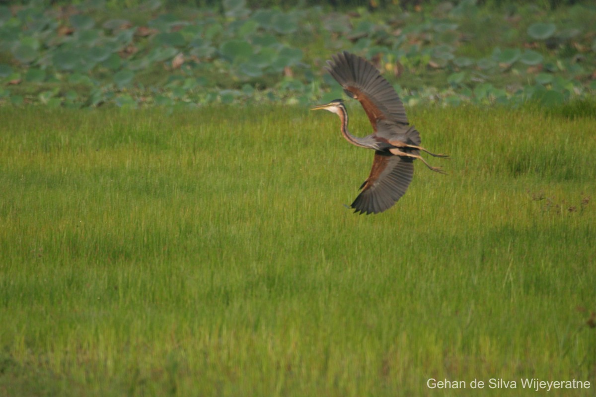 Ardea purpurea  Linnaeus, 1766